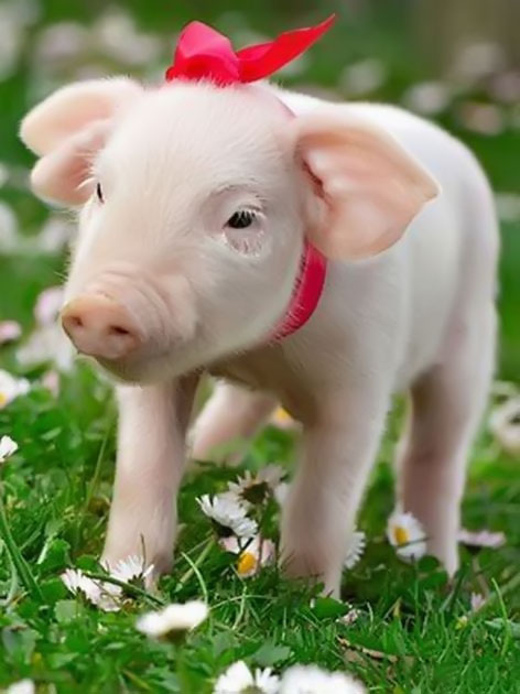 Chia Sẻ Hơn 100 Hình Con Lợn Cute Hay Nhất - Thtantai2.Edu.Vn
