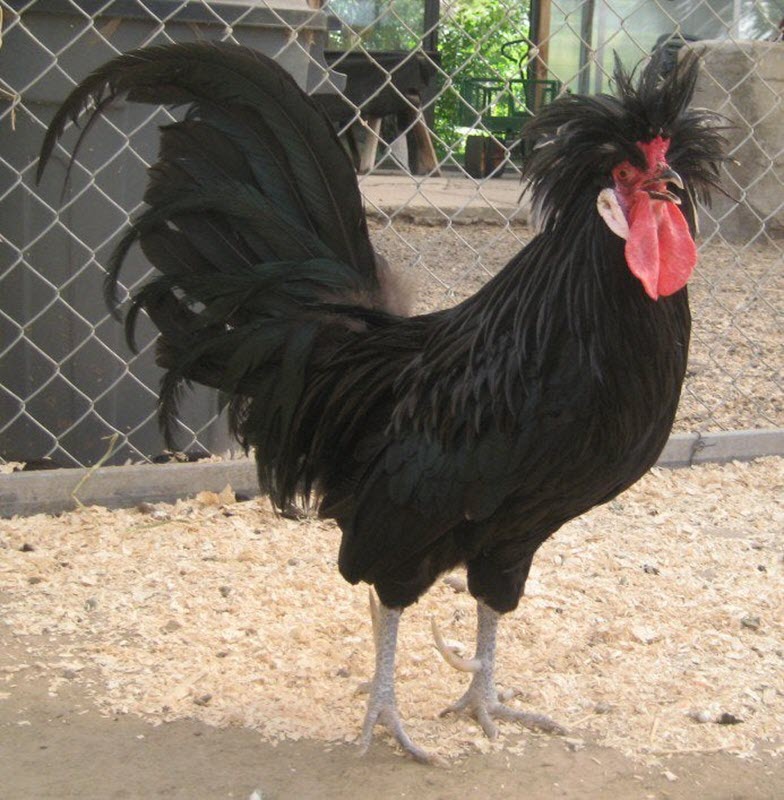Hình hình ảnh gà rỗng tuếch color đen