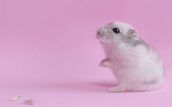 Các giống chuột hamster và những hình ảnh về chuột hamster đẹp nhất thế giới