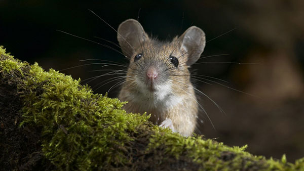 Hình ảnh những chú chuột đáng yêu, dễ thương 2