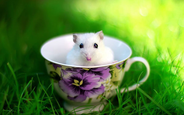 Hình ảnh những chú chuột đáng yêu, dễ thương 4