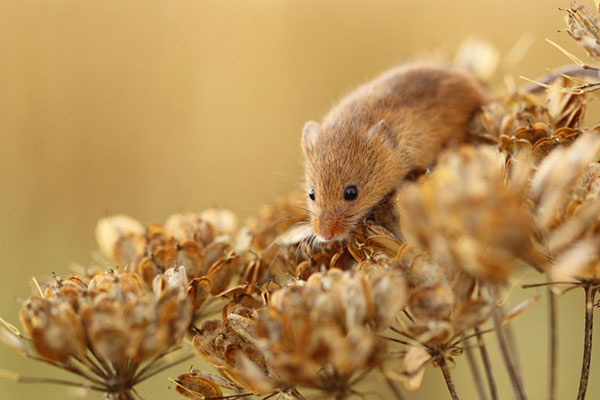 Hình ảnh những chú chuột đáng yêu, dễ thương 7