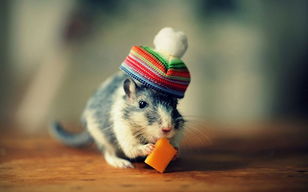 Hình ảnh những chú chuột đáng yêu, dễ thương 8