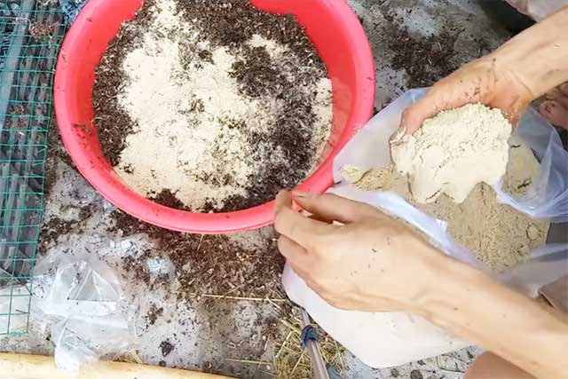 Kỹ thuật trồng nấm rơm