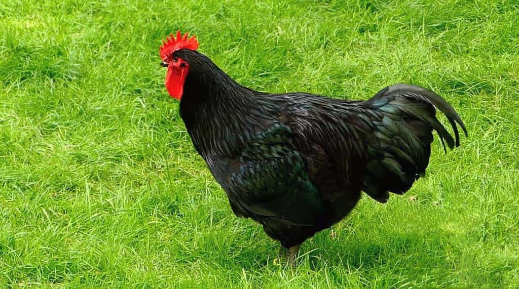 Top 5 giống gà khổng lồ nhất - Cũng đẻ trứng lớn nhất