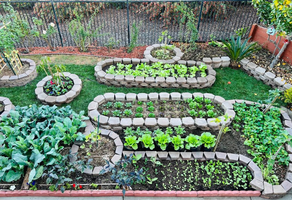 55+ Mẫu Vườn Rau Đẹp Tại Nhà Dễ Làm Sáng Tạo Rau Ăn Không Hết