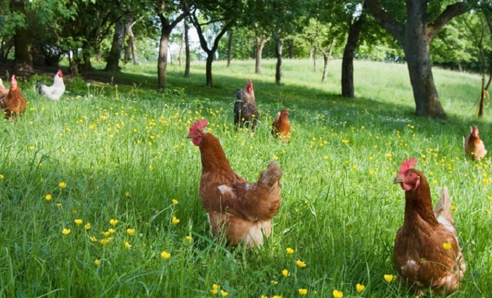 Một số kinh nghiệm về nuôi gà thịt và nuôi gà thả vườn kiểu mới