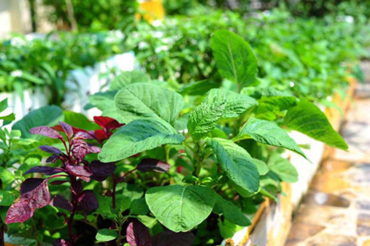 14 loại rau thích hợp để bạn có thể trồng vào tháng 4  - Ảnh 3.