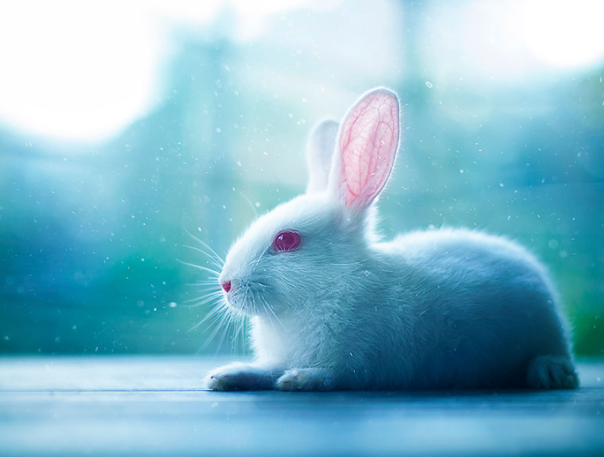 99+ Hình Ảnh Con Thỏ Chibi Cute Đáng Yêu Làm Hình Nền Dễ