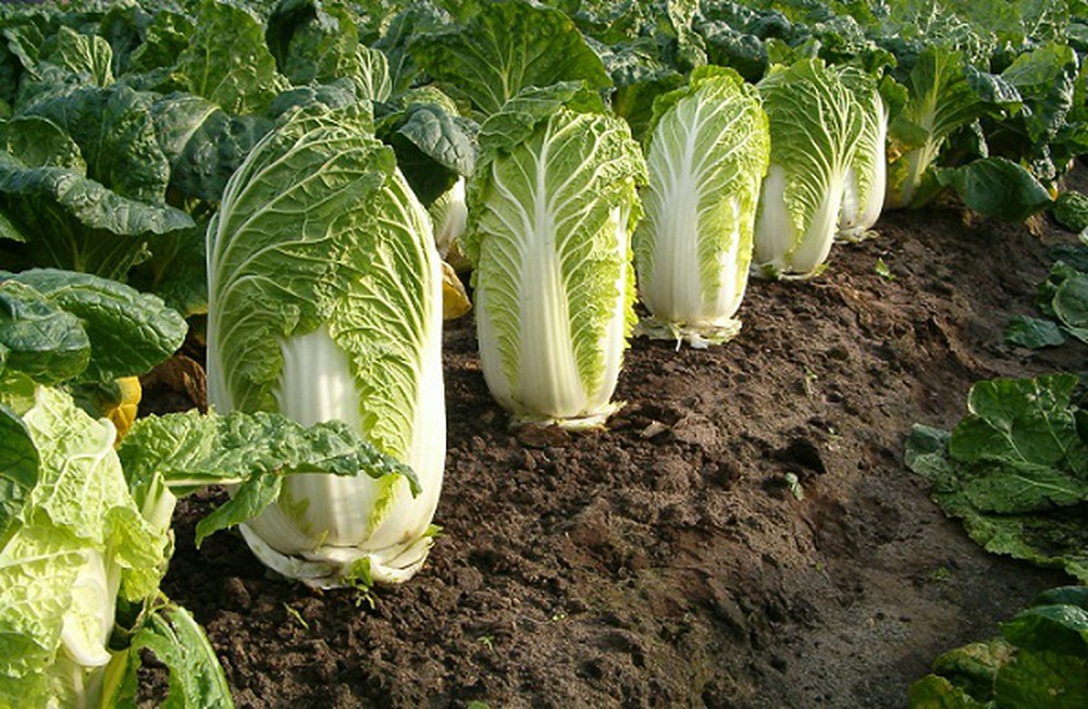 12 loại rau bạn nên trồng trong tháng 11 - Ảnh 1.