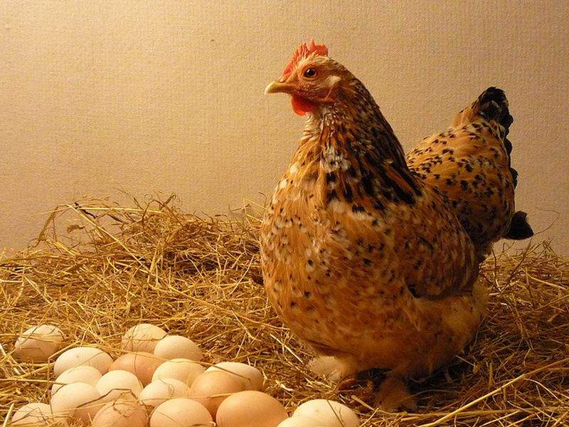 Làm giàu từ mô hình nuôi gà đẻ trứng