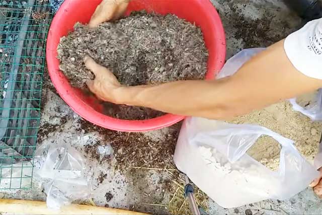 Trộn meo nấm với cám gạo