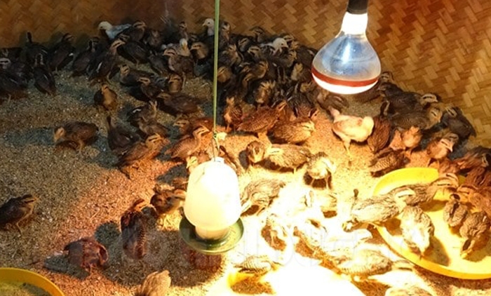 Kinh nghiệm úm và chăm sóc gà con - BaoHaiDuong