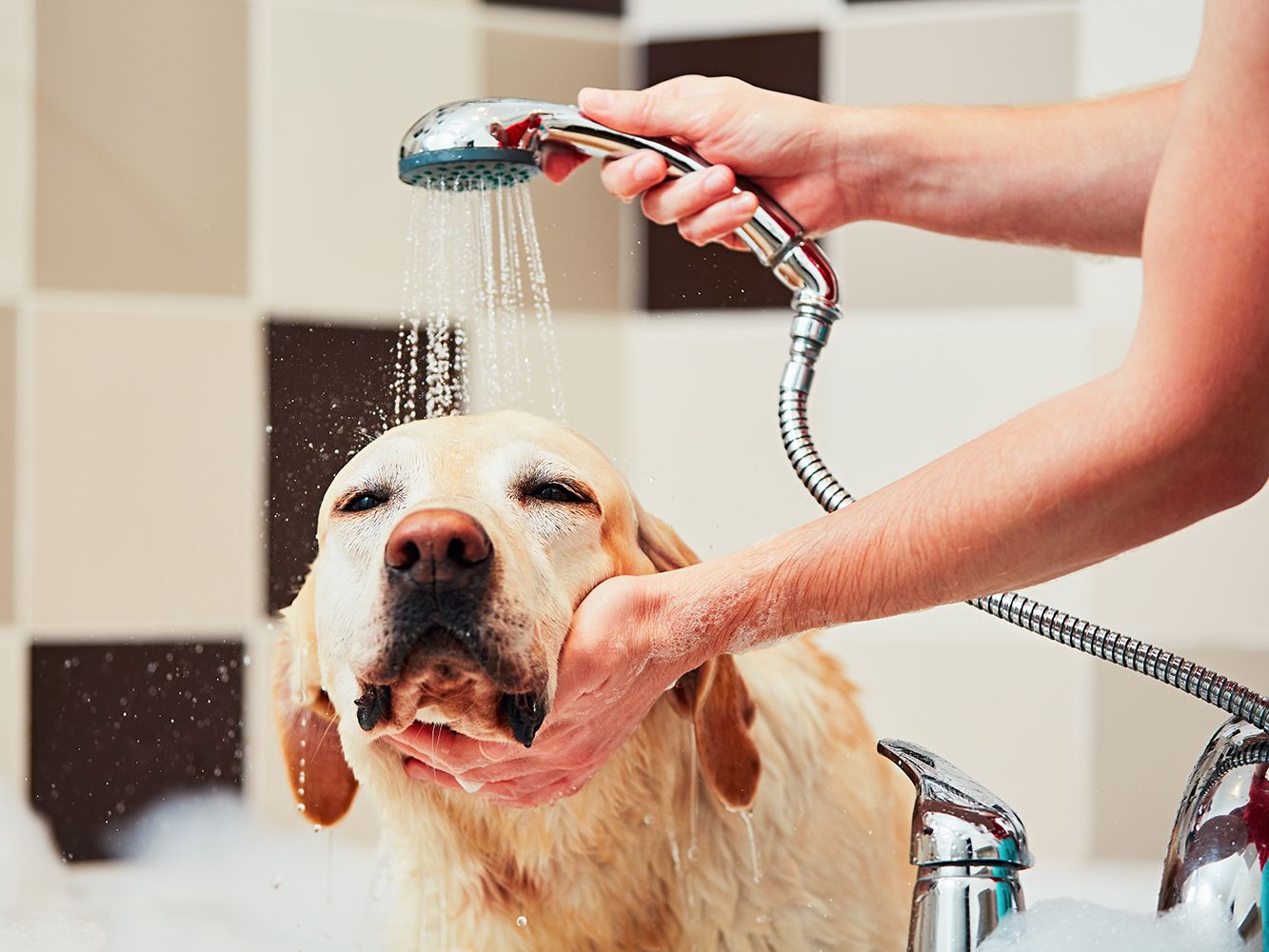 The Five Neccesary Grooming Supplies for Dog Owners