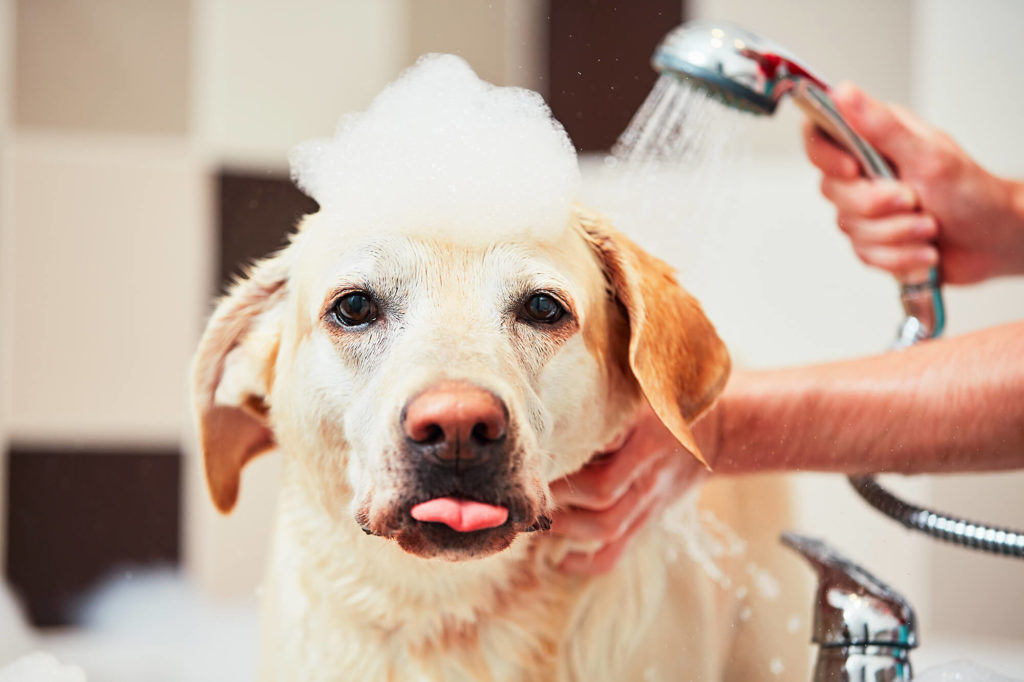 4 Tips For Choosing The Right Dog Spa Services | Puppy Paws Hotel & Spa