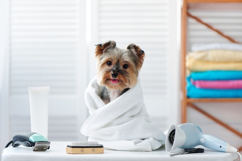 Dog Grooming Prices in 2022: How Much Does It Cost? | Hepper