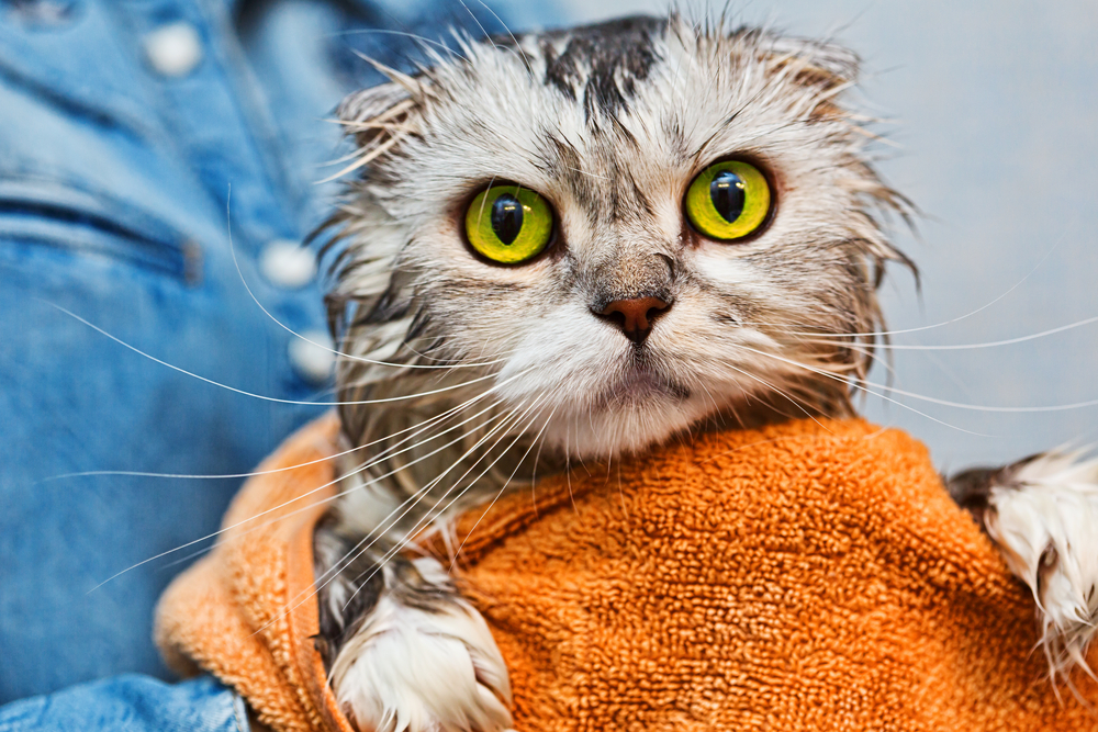 The Death-Defying Art of Bathing a Cat | Oakland Veterinary Referral Services